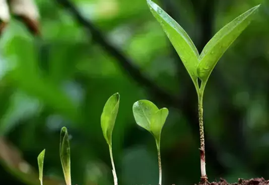腐殖酸厂家||腐植酸为什么能提高植物的抗逆性